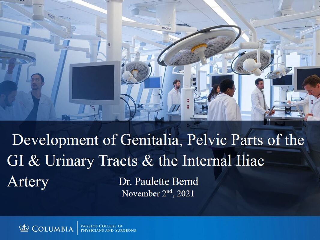 Cover of PDF deck about the development of genitalia, urinary tracts, and GI by Dr. Paulette Bernd at Columbia, November 2nd 2021